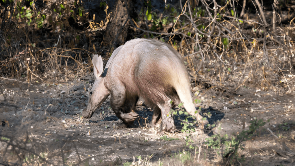 Spiritual Meaning of Aardvark