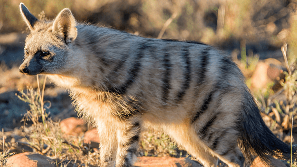 Spiritual Meaning of Aardwolf