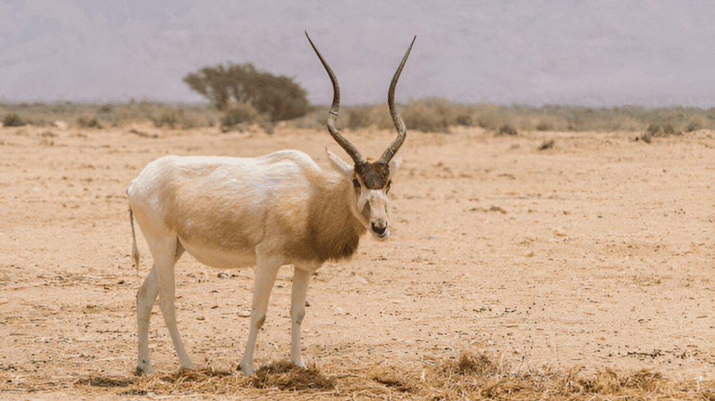 Spiritual Meaning of Addax