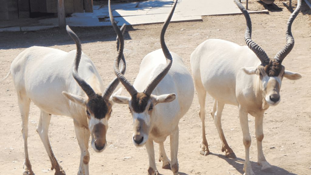 Spiritual Meaning of Addax