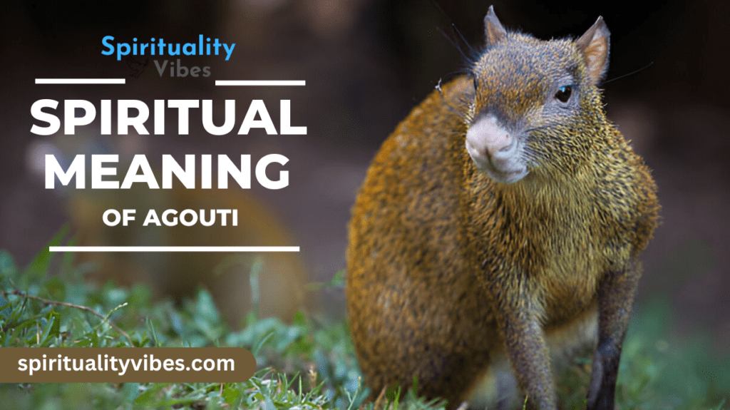 Spiritual Meaning of Agouti