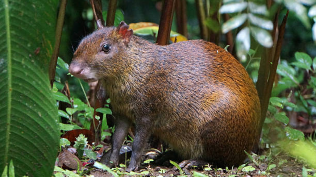 Spiritual Meaning of Agouti