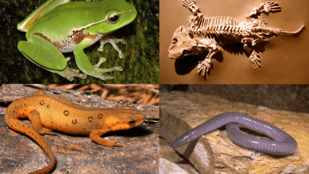 Spiritual Meaning of Amphibians