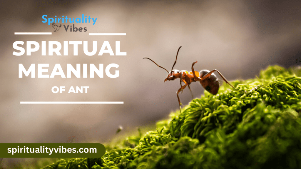 Spiritual Meaning of Ant