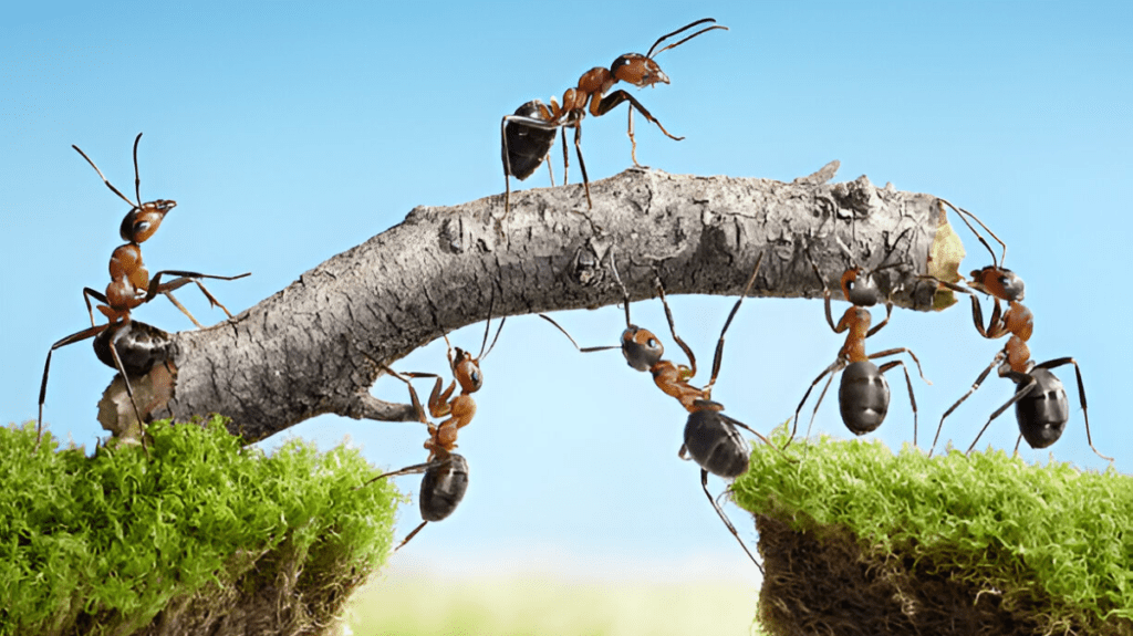 Spiritual Meaning of Ant