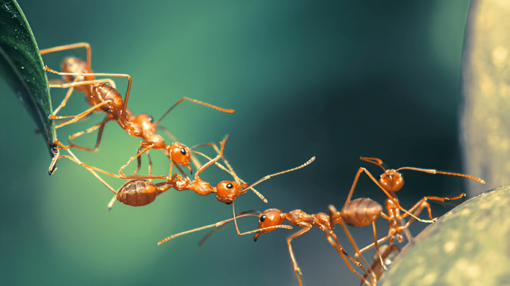 Spiritual Meaning of Ant