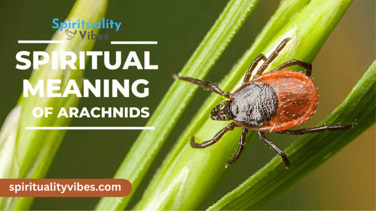 Spiritual Meaning of Arachnids