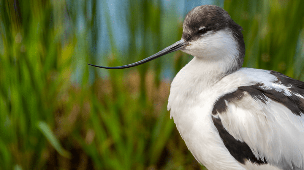 Spiritual Meaning of Avocet