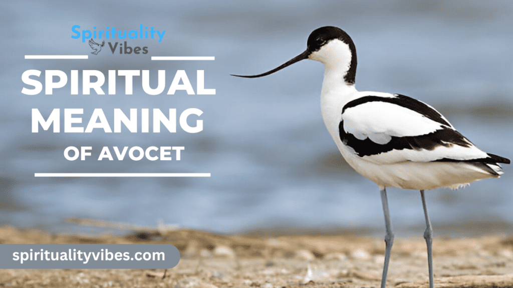 Spiritual Meaning of Avocet