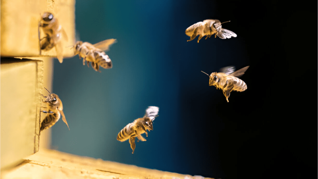 Spiritual Meaning of Bees