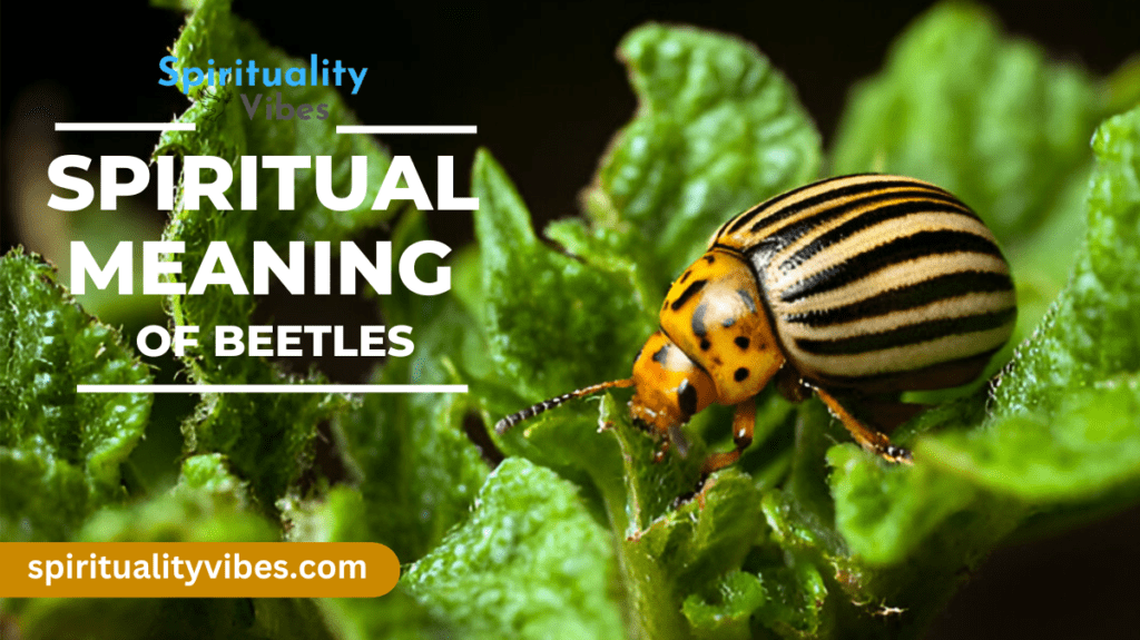 Spiritual Meaning of Beetles