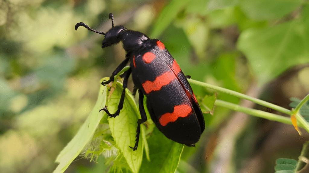 Spiritual Meaning of Beetles