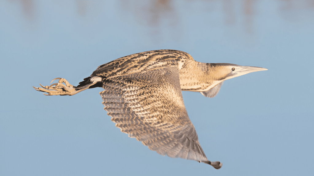 Spiritual Meaning of Bittern