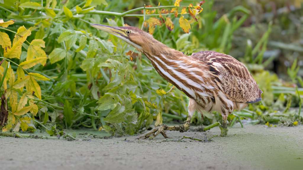 Spiritual Meaning of Bittern