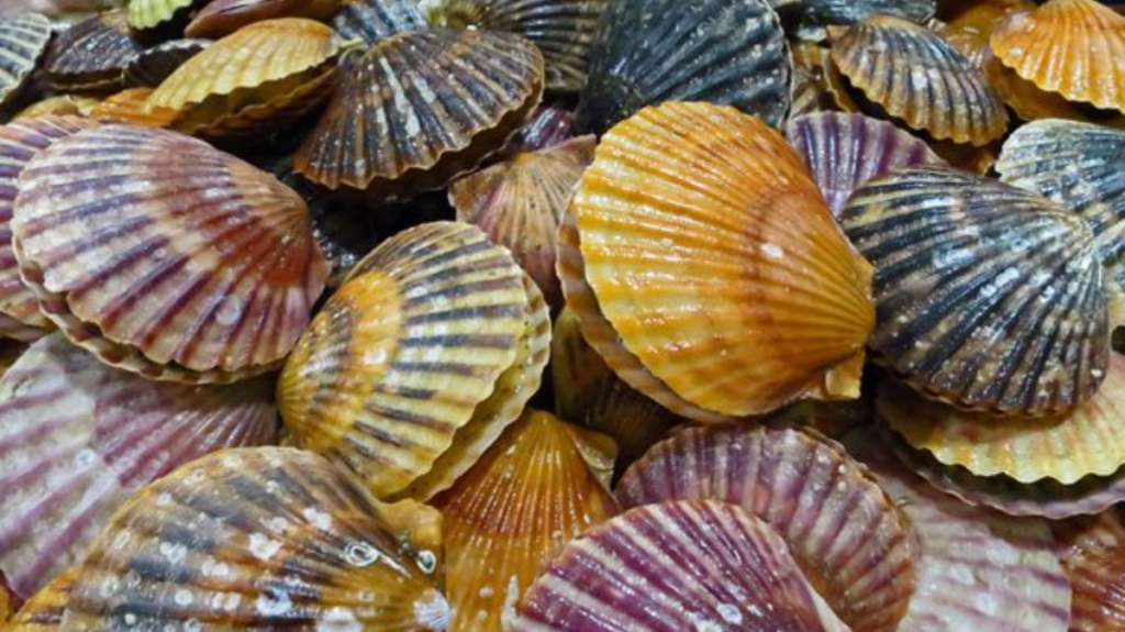 Spiritual Meaning of Bivalves