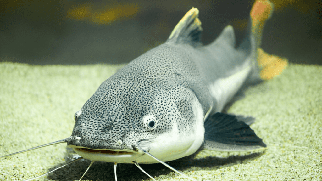 Spiritual Meaning of Catfish