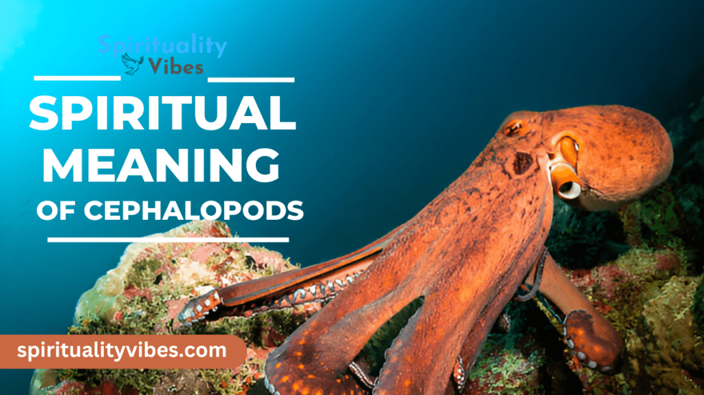 Spiritual Meaning of Cephalopods