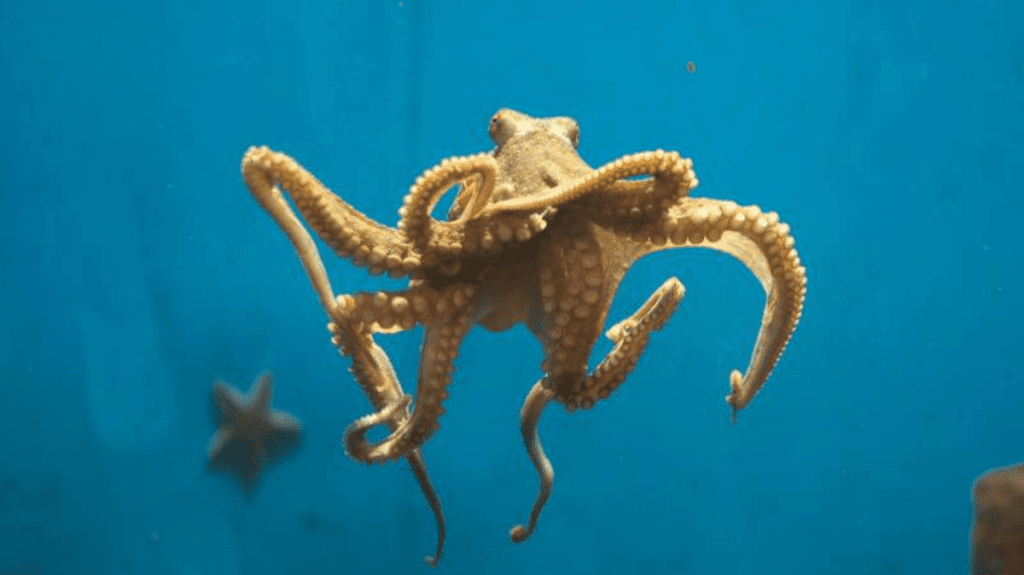 Spiritual Meaning of Cephalopods