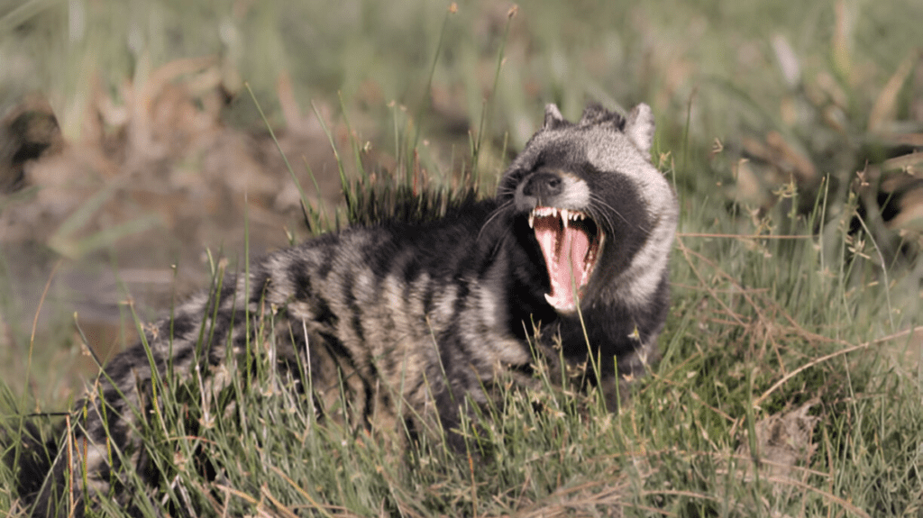 Spiritual Meaning of Civet