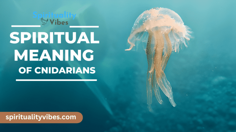 Spiritual Meaning of Cnidarians