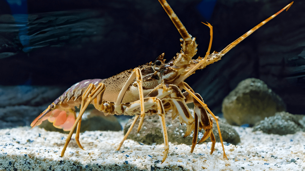 Spiritual Meaning of Crustaceans