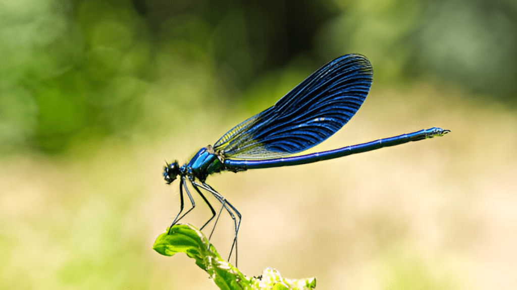 Spiritual Meaning of Dragonfly