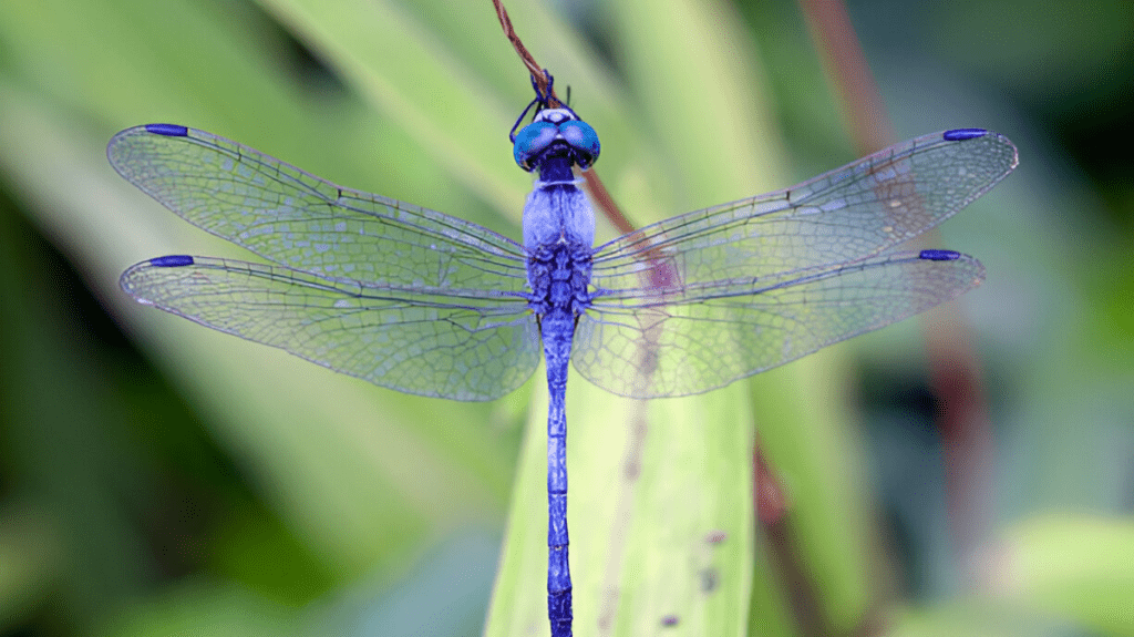 Spiritual Meaning of Dragonfly