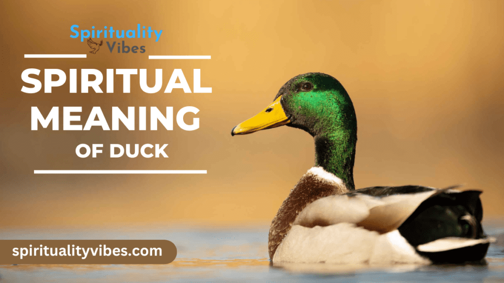 Spiritual Meaning of Duck