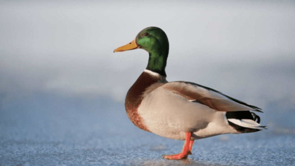 Spiritual Meaning of Duck