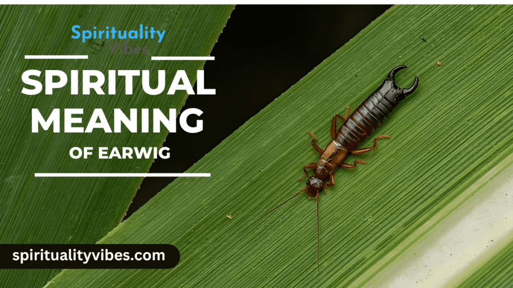 Spiritual Meaning of Earwig