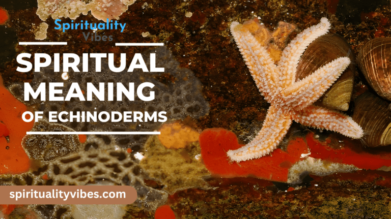 Spiritual Meaning of Echinoderms