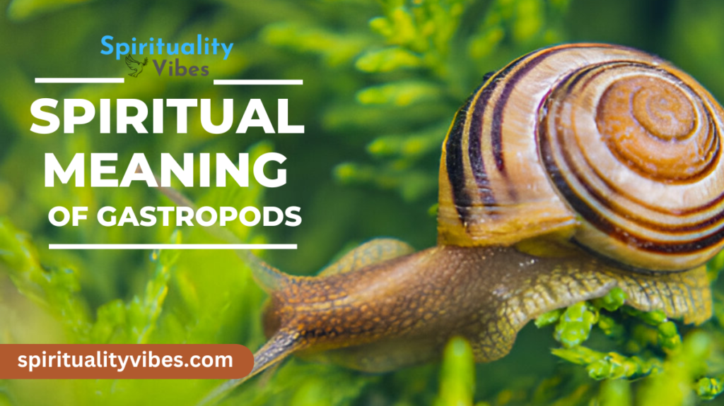 Spiritual Meaning of Gastropods