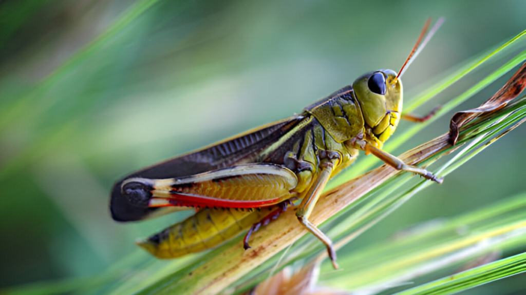 Spiritual Meaning of Grasshopper