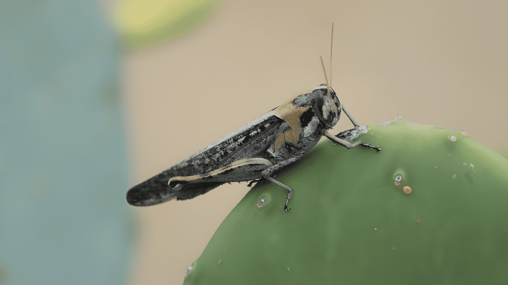 Spiritual Meaning of Grasshopper