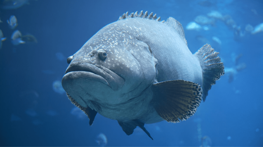 Spiritual Meaning of Grouper