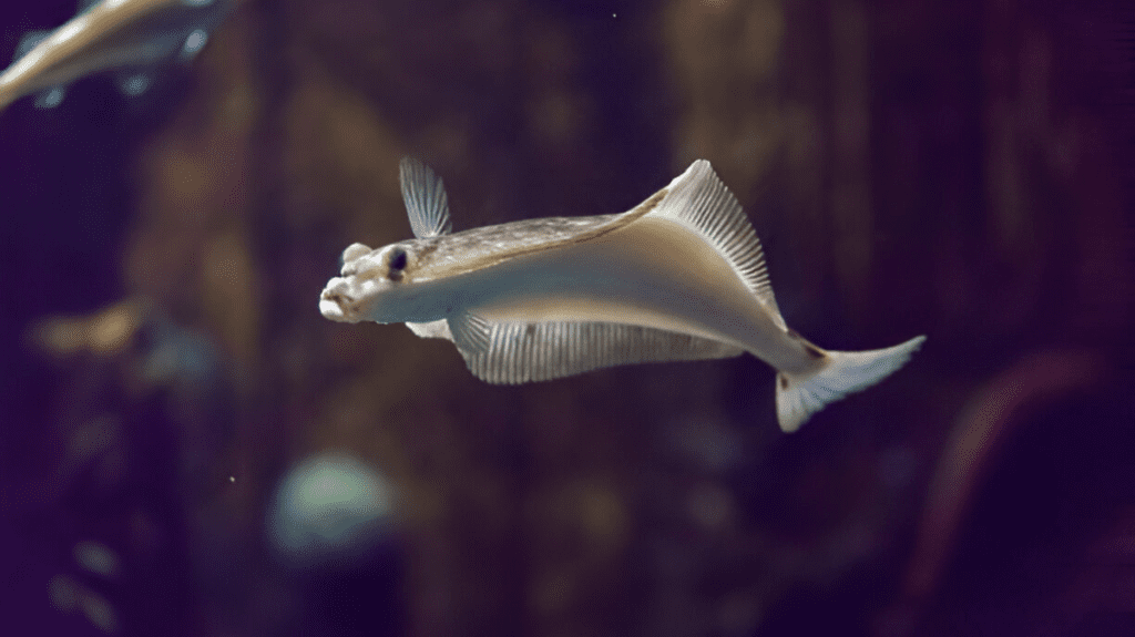 Spiritual Meaning of Halibut