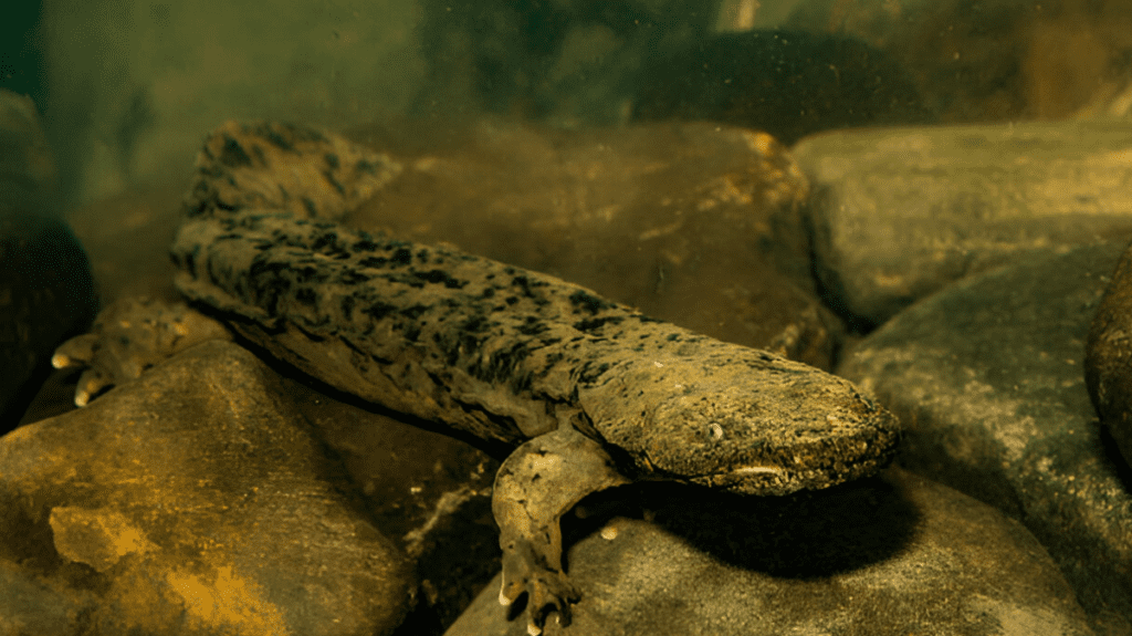 Spiritual Meaning of Hellbender