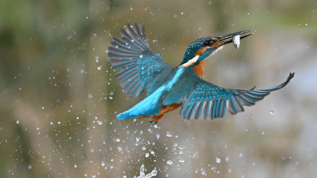 Spiritual Meaning of Kingfisher