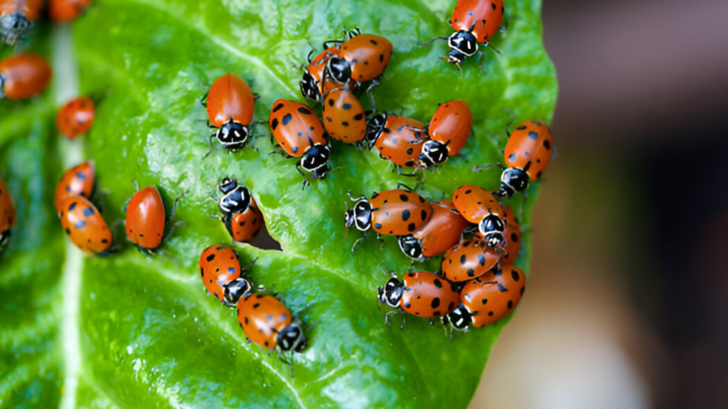 Spiritual Meaning of Ladybug