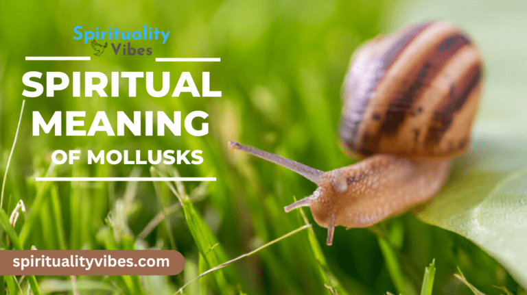 Spiritual Meaning of Mollusks