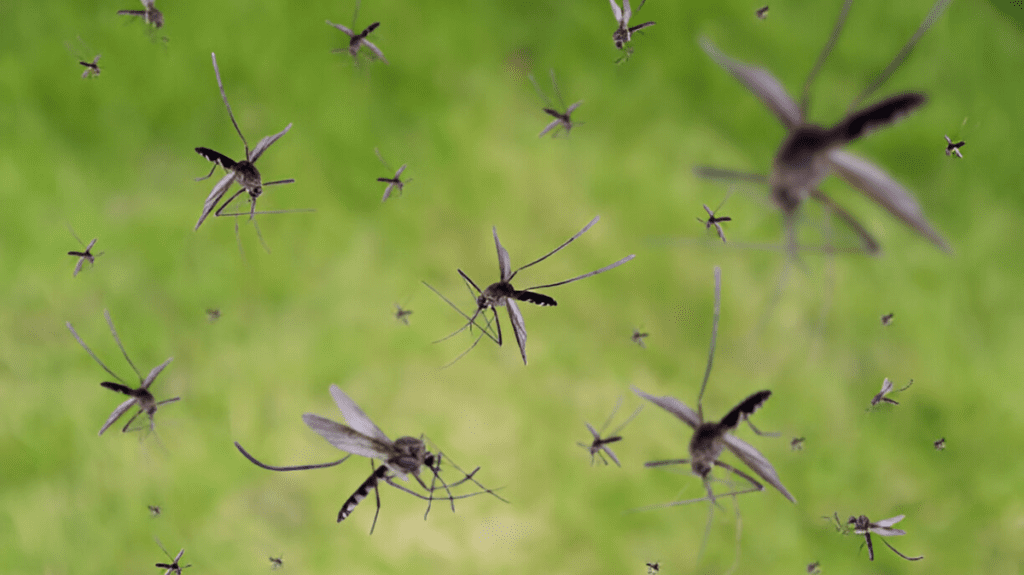 Spiritual Meaning of Mosquito