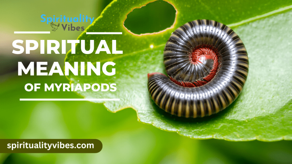 Spiritual Meaning of Myriapods