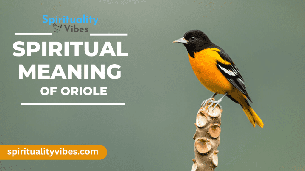 Spiritual Meaning of Oriole