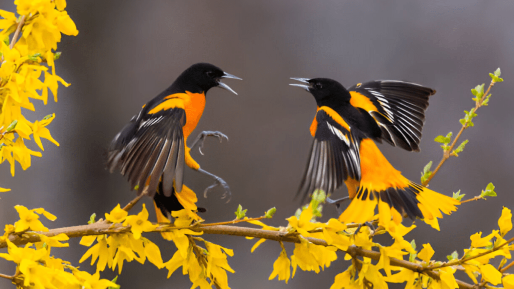 Spiritual Meaning of Oriole