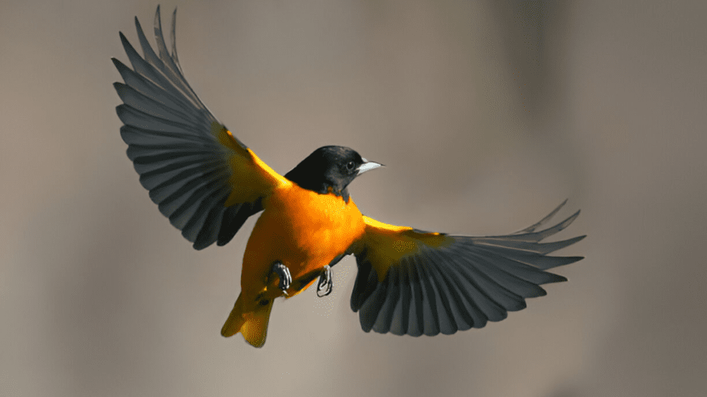 Spiritual Meaning of Oriole