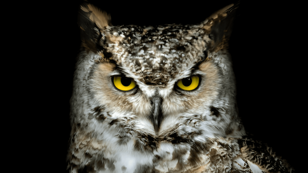 Spiritual Meaning of Owl