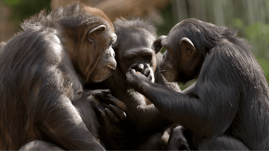 Spiritual Meaning of Primates