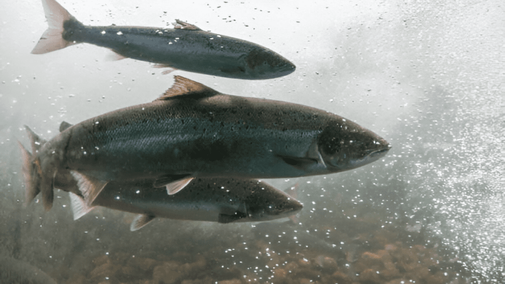 Spiritual Meaning of Salmon