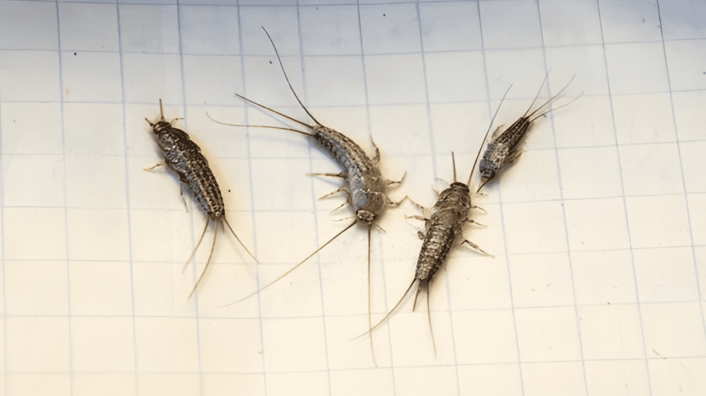 Spiritual Meaning of Silverfish