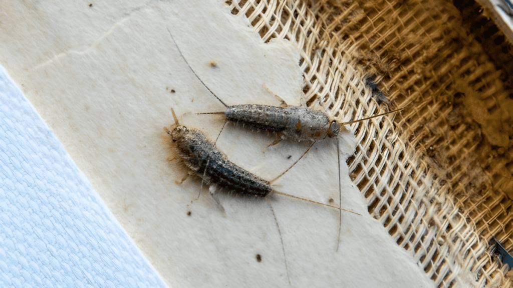 Spiritual Meaning of Silverfish